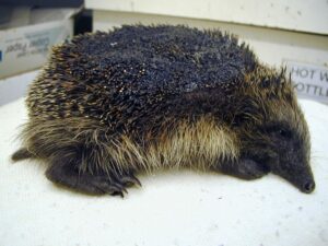 Nantwich hedgehog champion issues bonfire plea