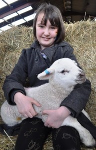 Lambing - Carys Williams 8 yrs from Sandbach (2)