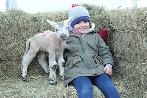 Hundreds of families to flock to Reaseheath College’s lambing weekends