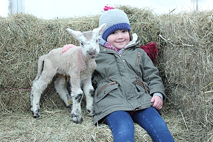 lambing - Charlotte Phelps 4yrs Stoke and friend (1)