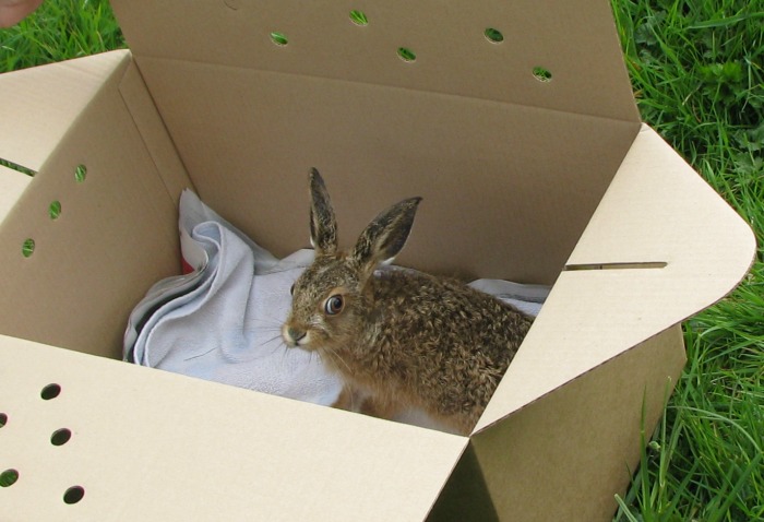 Cheshire Wildlife Trust provides  haven for orphaned  RSPCA hares