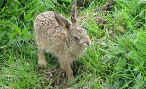 Rescued hares in Nantwich find new Cheshire Wildlife Trust home