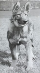 Cheshires first ever police dog, Nora the Alsation, in 1951