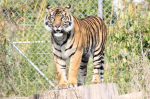 Chester Zoo to be allowed to reopen from Monday