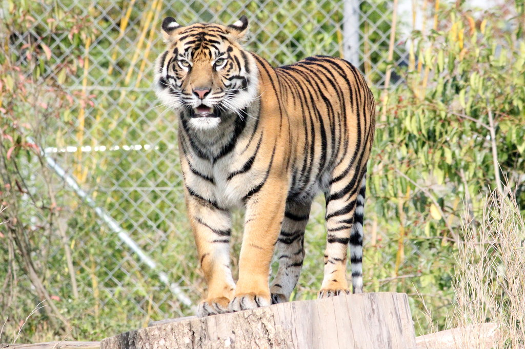 Chester Zoo tiger - pic by Jeff Buck creative commons licence