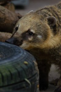 Coati at RSPCA centre in Nantwich