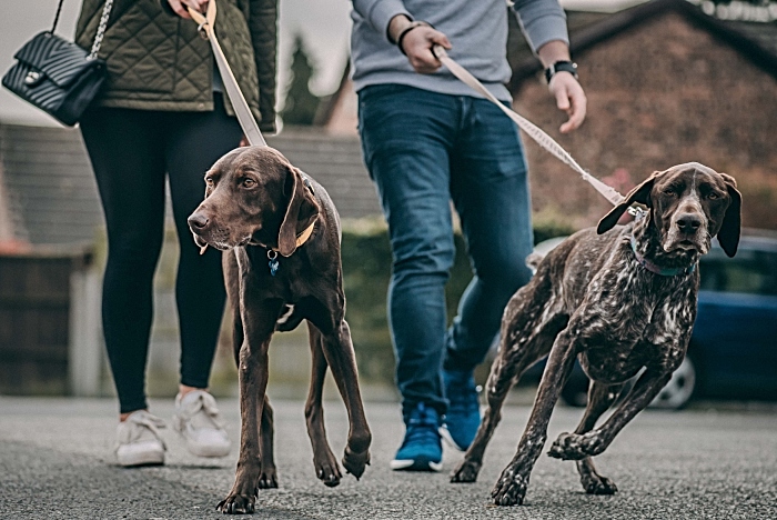 Cola is back enjoying his walks with his Pointer pal Ronnie