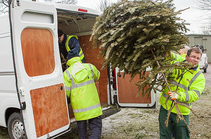 Collecting christmas trees