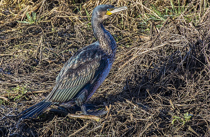 Cormorant , by Paul Topham