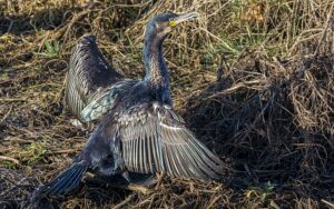 Stunning pictures capture Cormorant on River Weaver in Nantwich