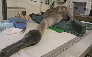 Cygnet’s lucky escape as Nantwich RSPCA staff remove 7cm hook