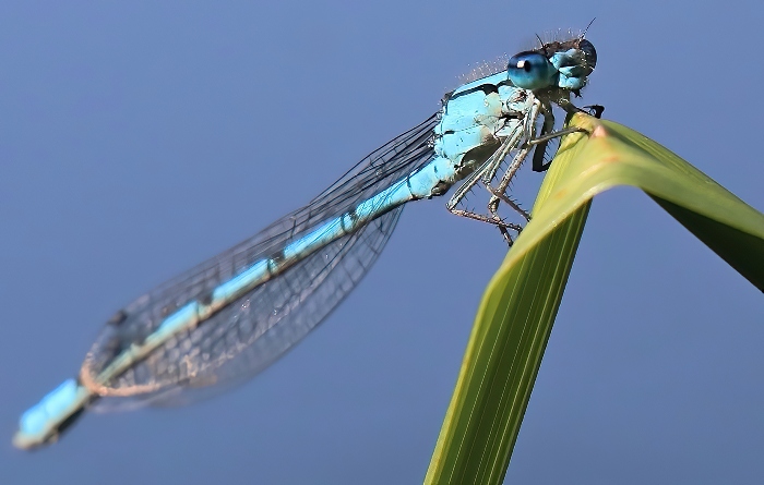 Damselfly - photo by Daniel Bain (1)