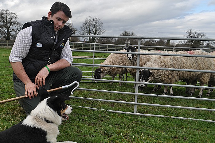 lambing - Dan Henderson and Floss pen sheep