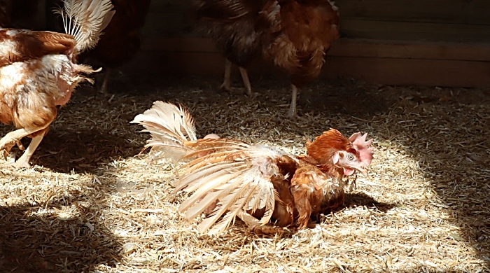 David Marek - hens rehomed in Nantwich