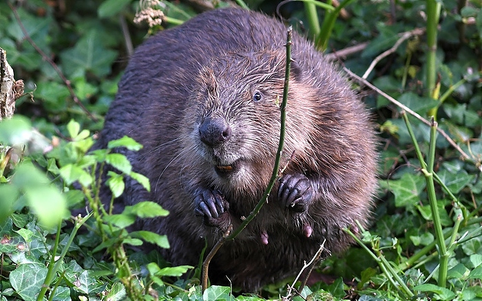 David Parkyn Cornwall Wildlife Trust - beavers (1)