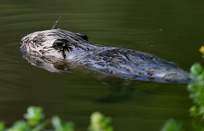 David Parkyn Cornwall Wildlife Trust - beavers