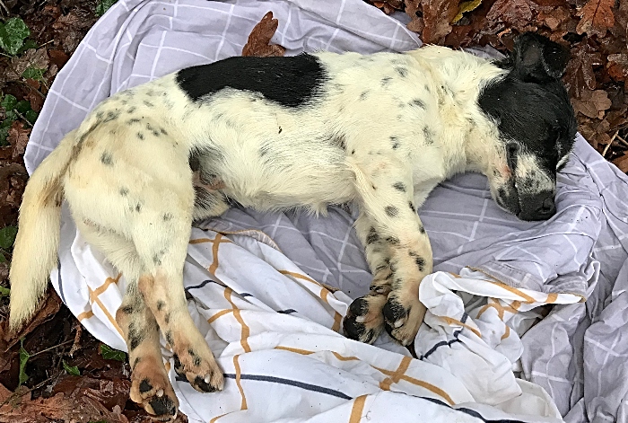 Dead dog found in Poole Hill Road near Nantwich