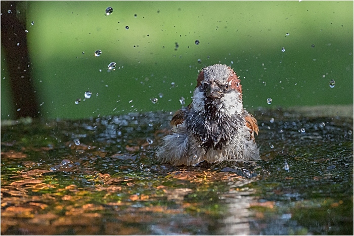 Dec - Winner Rob Gough - Sparrow Bathing - Worleston (1)