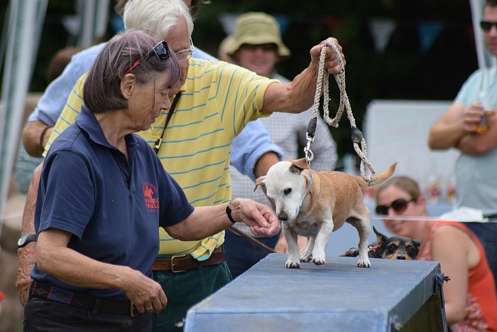 Dog agility show - Pickles and owners