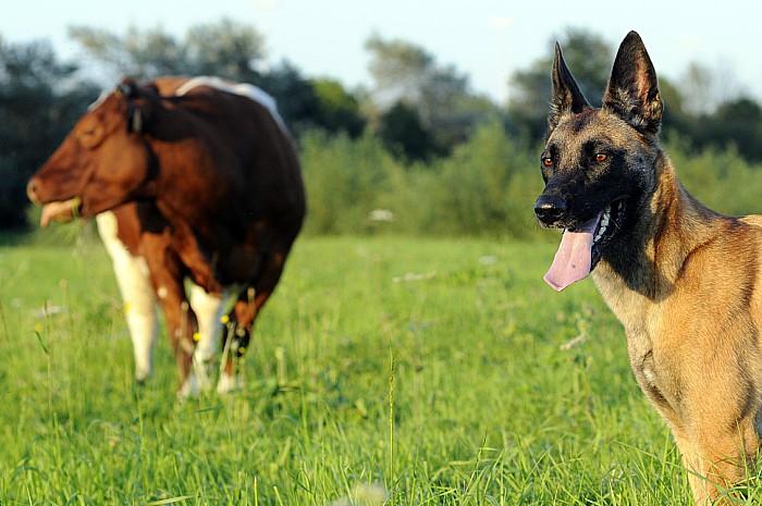 Dog owners - livestock