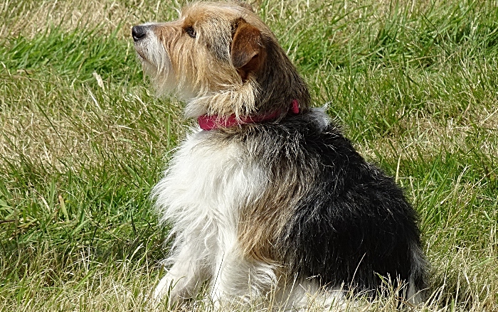 Dog show participant