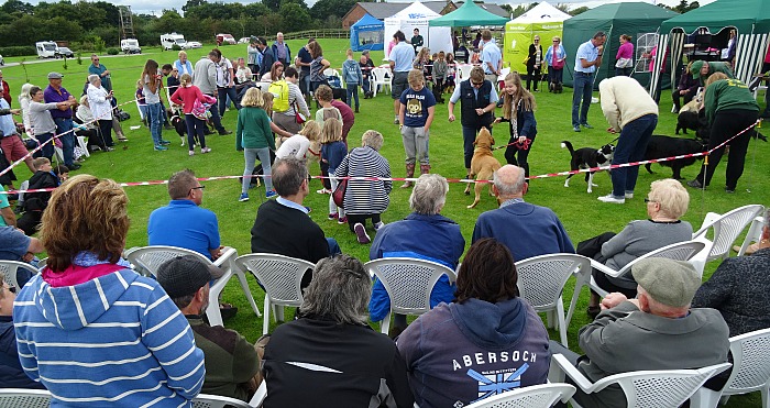 dog-with-the-waggiest-tail-competition