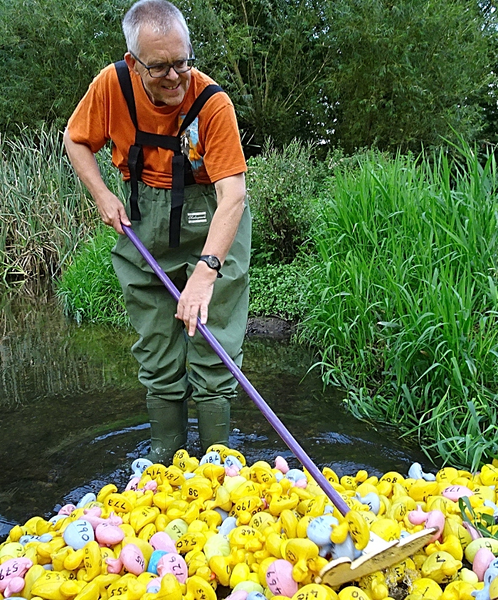 Duck marshal Mark Ray stirs the ducks in readiness for the Duck Race (1)