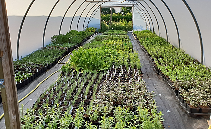 Edible Garden - flower market