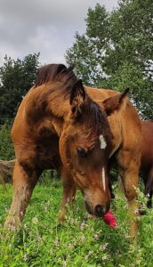 Elara - breeder's award-winning foal