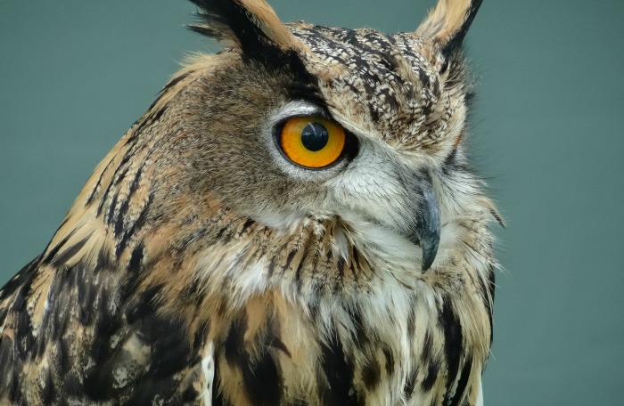 Eskdale Falconry, fete