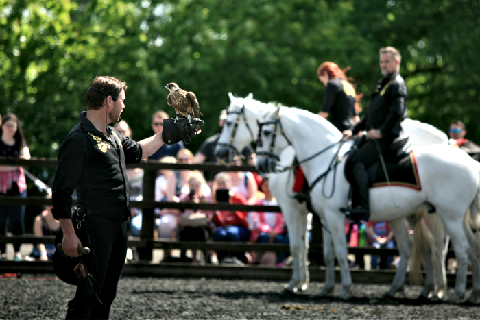 Falconer Jonathan Marshall during his display