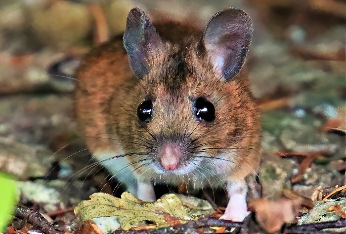 Field Mouse - photo by Daniel Bain (1)