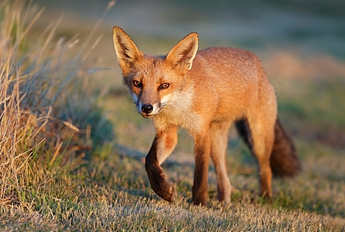 Fox at Clutton, Chester by Simon Roberts DECEMBER (1)