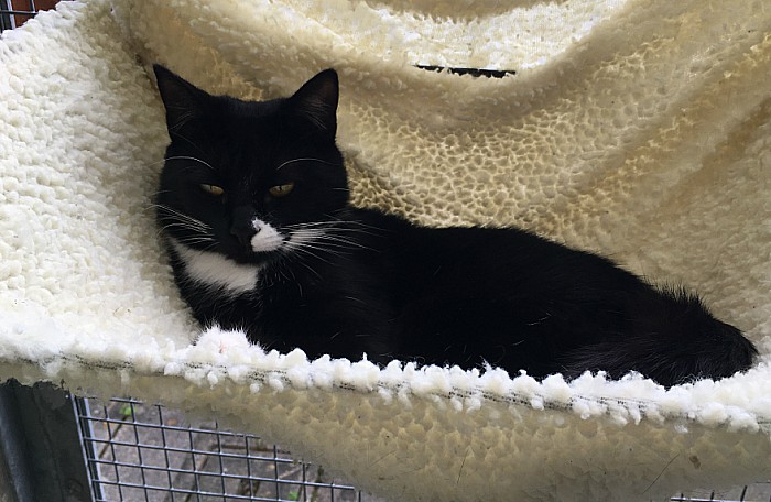 Gina, stapeley cattery