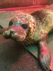 Godfrey seal pup