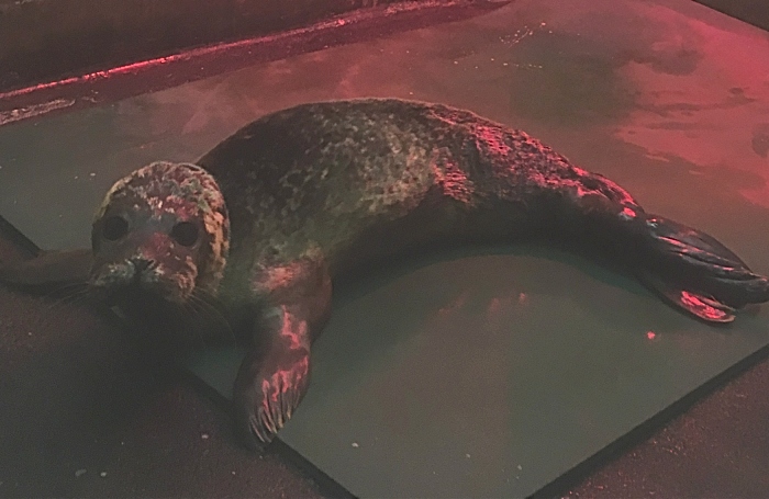 Godfrey - seal pup RSPCA Stapeley Grange