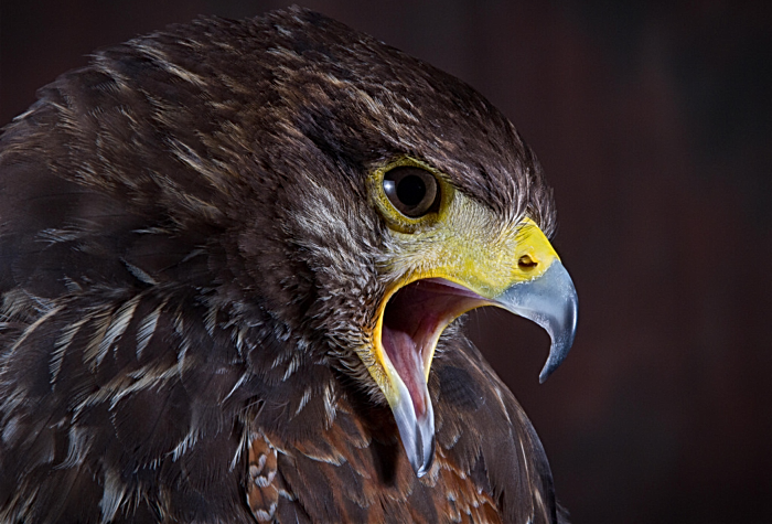 Golden Eagle by Robert Gough