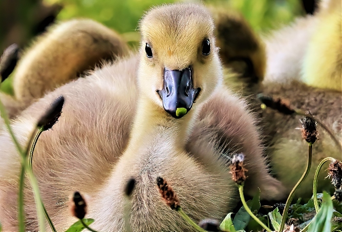 Gosling - photo by Daniel Bain (1)