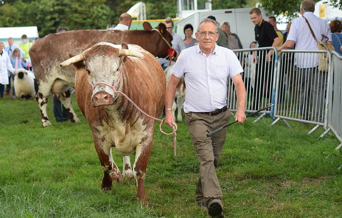 Grand Parade of Cattle enters the Main Ring