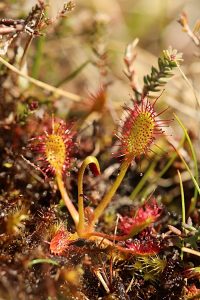 Great sundew plants by Josh Styles