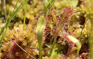 Rare meat-eating plants re-introduced to Cheshire!