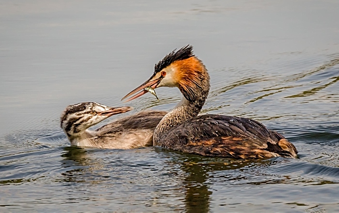 Grebe at Moore Nature Reserve, Warrington by Maggie Bullock JUNE (1)