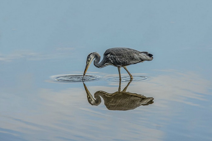 Grey Heron by Brian Sankey - camera club