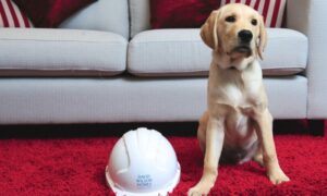 Nantwich house builder sponsors Blind Association puppy