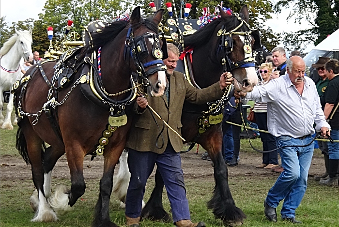 Yesteryear Heavy horses (1)