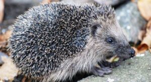 Nantwich “Hedgehog Champion” joins national fight to save species