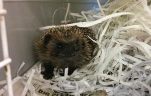 Number of hedgehogs admitted to Nantwich RSPCA set to spike at 400