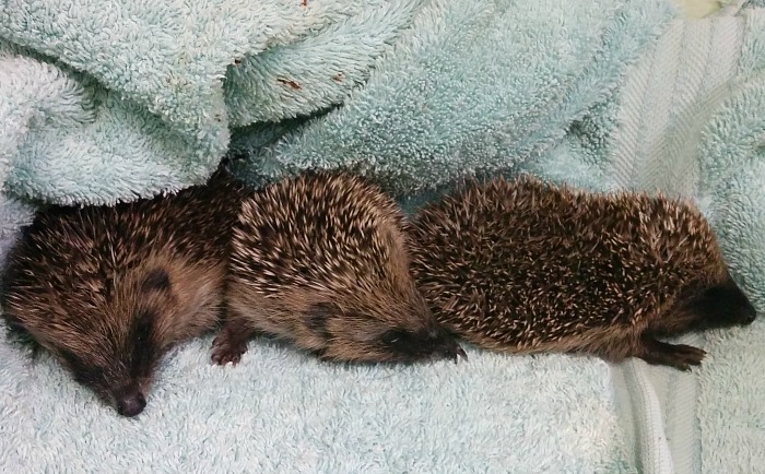 Hedgehogs