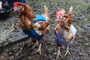 Bald hens wrap up warm thanks to Reaseheath College students