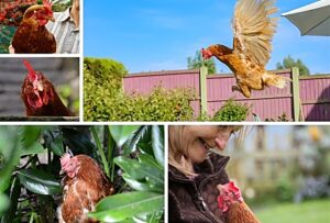 Second hen re-homing event in Nantwich after huge success of first